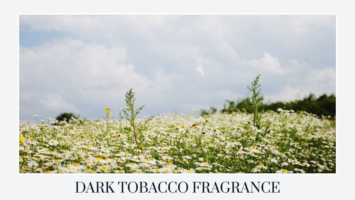 dark tobacco fragrance