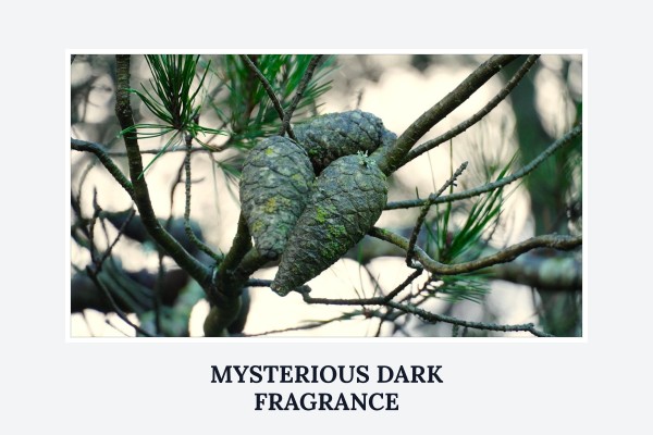 mysterious dark fragrance