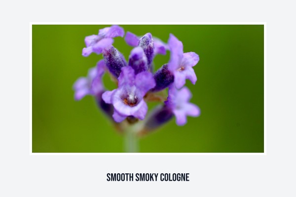 smooth smoky cologne